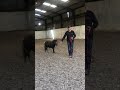 Update on the naughty Shetland pony