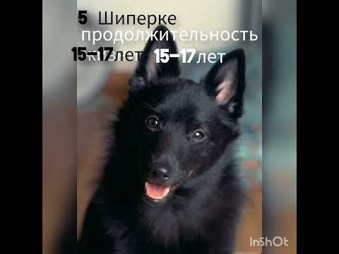 Топ 5 собак