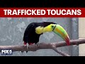 Trafficked toucans rehabilitated at Bronx Zoo