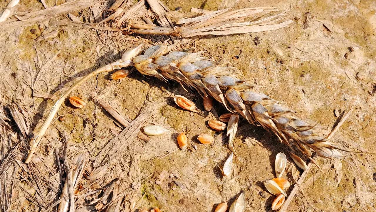 Полевки уничтожили весь урожай зерновых в Армении