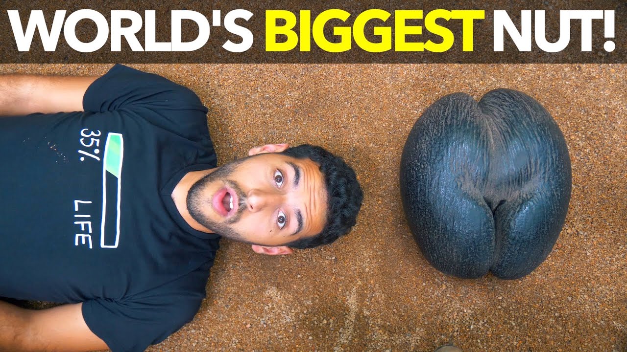 World's Biggest Nut! YouTube