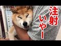 柴犬小春　【ガクブル涙目】病院は扉をくぐっただけでわかる！ワクチン接種　Shiba Koharu is scared of vaccination!