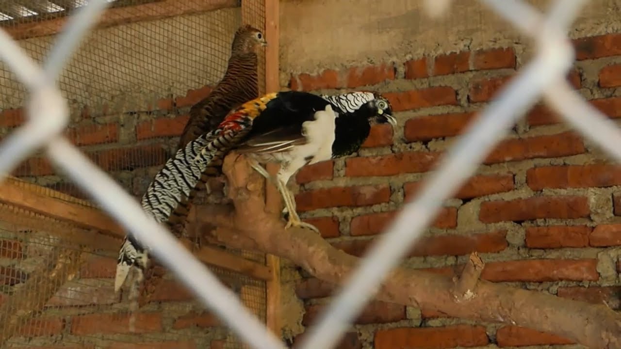 Tips Budidaya 'Ayam Tibet' Nan Menawan - NET YOGYA 