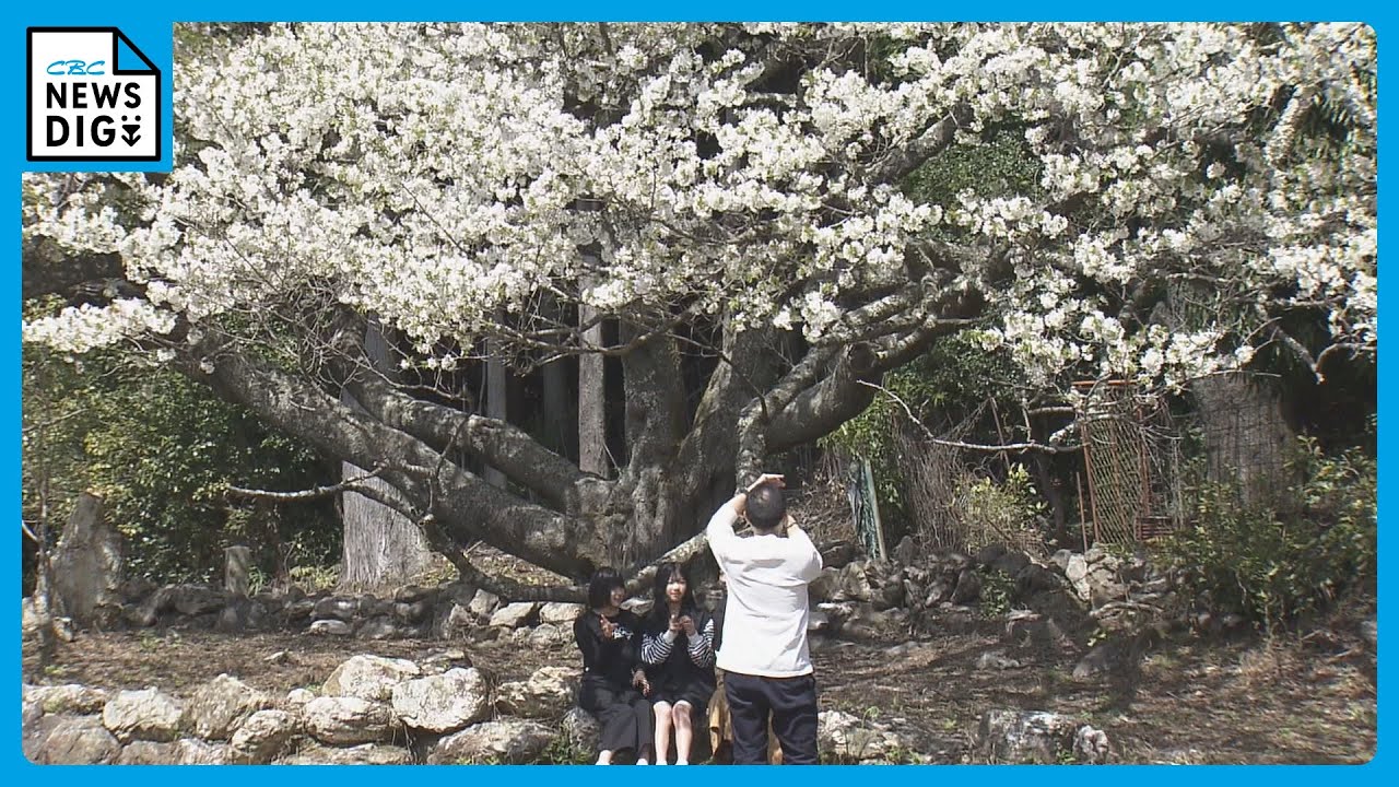 樹齢400年の“大島桜”が満開に 害虫や病気に弱い一本桜が地元住民に大切
