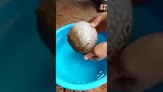 Как надувается рыба шар
