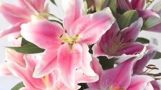 Lilies For Angila A Song For My Wife, Angila