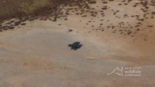 EXCLUSIVE: AWC footage of a dingo hunting a feral pig