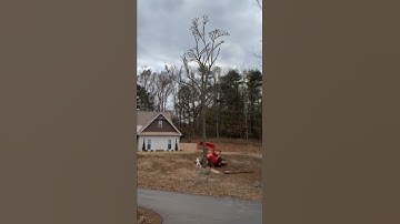 Stunningly realistic and totally physically accurate recreation of a dry tree falling over