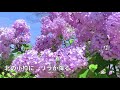 [新曲] リラの女(ひと)/里見浩太朗 cover Keizo