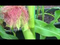 How to pollinate corn