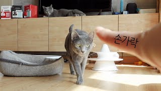 I gave the cat a finger greeting (nose greeting) by 젤리공작소 (4마리 고양이) 4,299 views 2 years ago 3 minutes, 26 seconds