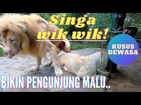 Video: Adakah singa membiak di alam liar?