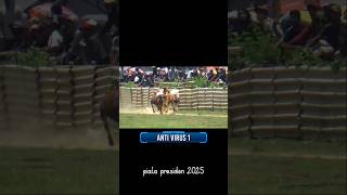 anti virus 1 juara piala presiden 2025 #kerapansapi #sapibalap #faizgsr #pialapresiden