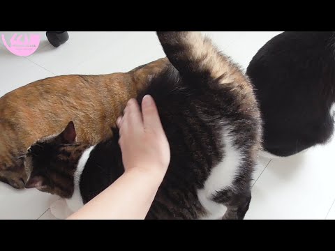 撫でられてこうなっちゃう猫が可愛すぎる【HimenoCatsのCats】