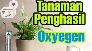 TANAMAN HIAS ANTI POLUSI | TANAMAN PENGHASIL OKSIGEN