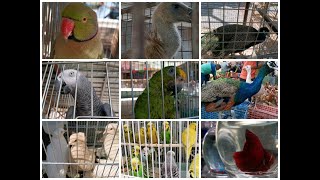 #سوق الغزل في بغداد شاهد انوع الحيوانات?