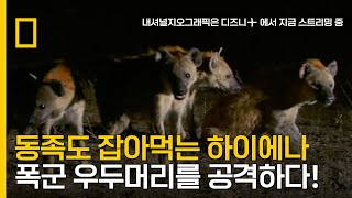 도를 넘은 괴롭힘을 가하는 여왕에 반격하는 하이에나