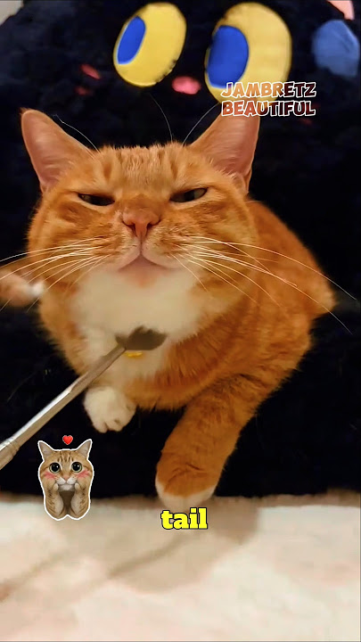 Download lagu The cat really enjoyed the treatment😻