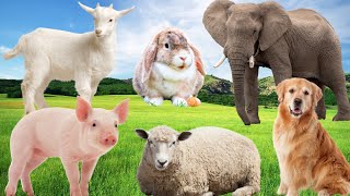 Farm Animal Sounds - Sheep, Goat, Rabbit, Pig, Dog,... by Animal Moments 39,182 views 1 year ago 9 minutes, 14 seconds