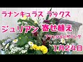 上からラナンキュラスラックスとジュリアンロココ姫の多年草の寄せ植え【プランツギャザリング】