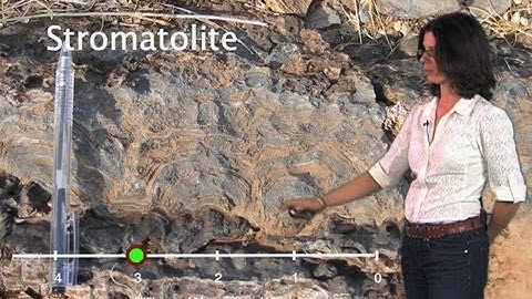 Primitive life forms - Dianne Newman (Cal Tech/HHMI)