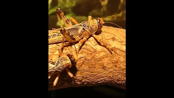 Up close with two grasshoppers #shorts #grasshopper