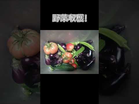 収穫した野菜で料理 #shorts