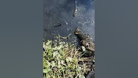 Tát đìa bắt được rắn hồ ri cá khủng ...😮