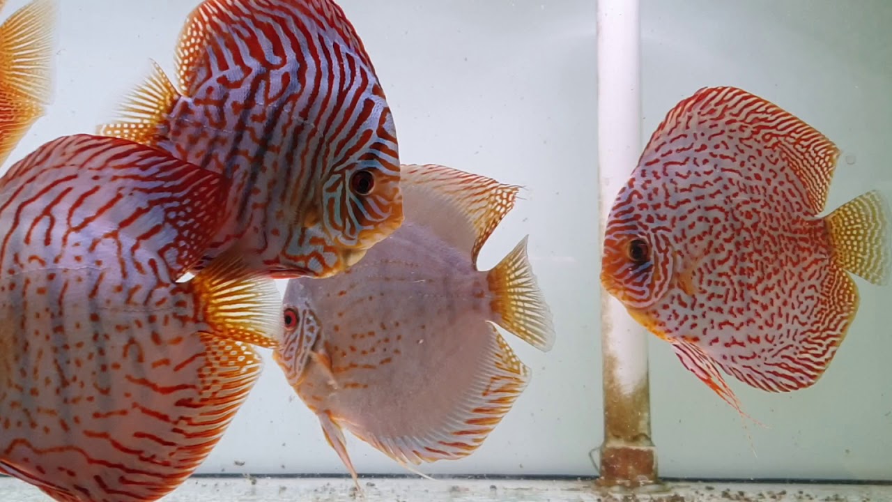 Discus YouTube