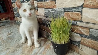 White cat and grass plant by Cats Feed Journey 275 views 2 weeks ago 1 minute, 30 seconds