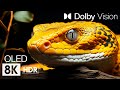 Wild world dolby vision 8kr   animal beauty with cinematic sound animal colorful life