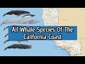 All Whale Species Of The California Coast - Species List