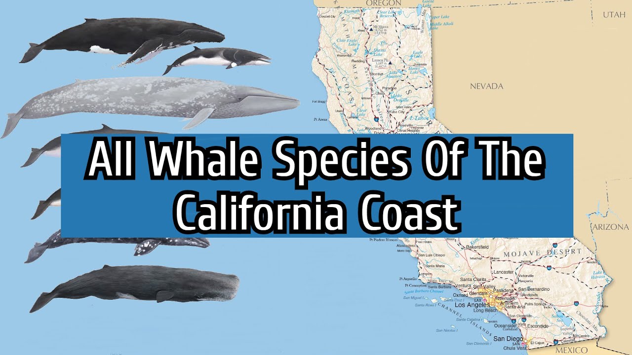 Whale Species Chart