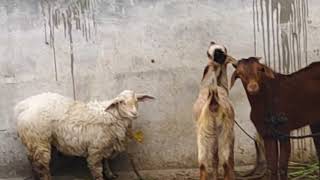 Barish Bahot Tezi Se Hui Bijli Bahot Tezi Se Tadki
