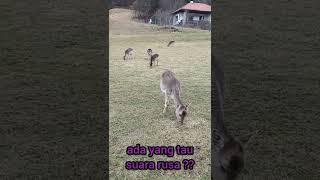 ADA YANG TAU SUARA RUSA ?? peternakan rusa dikampung