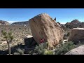 Joshua Tree - white Rastafarian V2