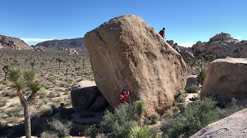 Joshua Tree - white Rastafarian V2