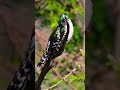 Ada Penampakan Burung Hantu Dekat Rumah Tetangga🤣 #fypシ  #burungkenari