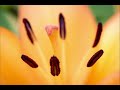 Lily Crown - Nikon D750, 105mm f/2.8G IF-ED Macro
