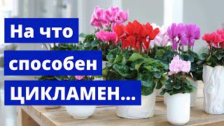 Цикламен в Доме: приметы и суеверия!