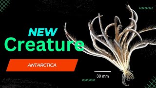 New “CREATURE” found in Antarctica | 20 arms Creature | Strawberry Feather Star | New “DISCOVRIES”