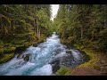 Transform Your Mind & Body with 30 Minutes of Stunning Forest & River Nature Sounds