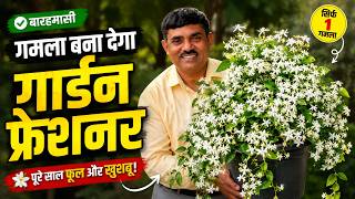 🌼 Star Jasmine (चमेली) की बेल | 1 गमले से पूरे साल हजारों फूल और शानदार खुशबू!