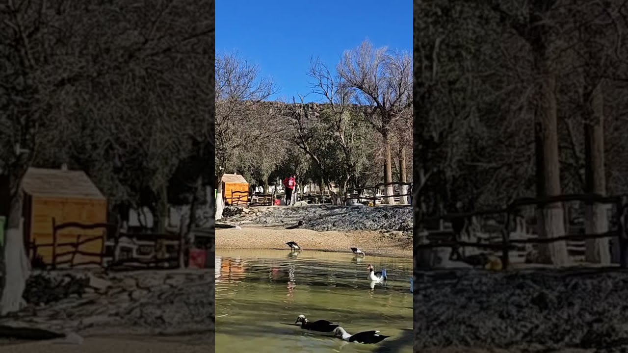 بط حديقة بكارية---تبسة--- الجزائر 