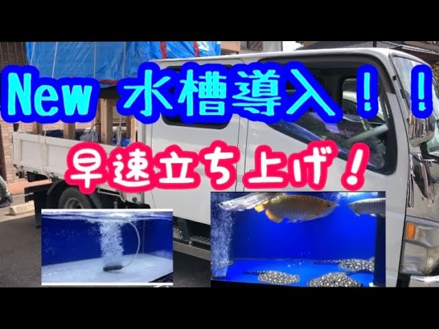 New 水槽購入 立ち上げ アロワナ ダイヤ達は無事なのか Youtube
