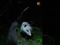 This Opossum Couldn't Stop Sniffing