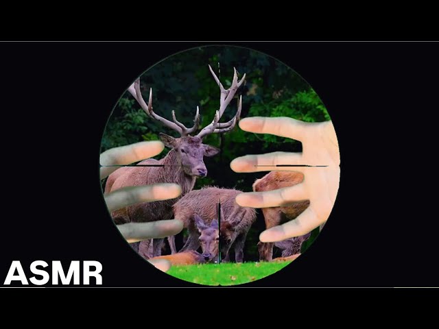 [ASMR] Tapping a sniper rifle