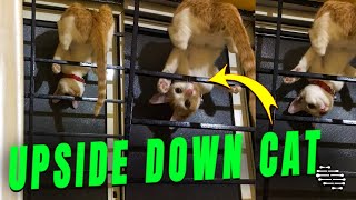 Cat Hanging Upside Down on the Window Sill Playing With Her Tail