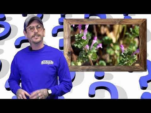 Elite Lawn Care video