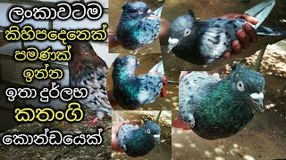 දුර්ලභ කතන්ගි කොන්ඩයෙක්,kathangi pigeons in srilanka